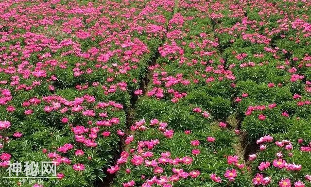 中江万亩芍药花已开，成都出发1.5h！不要门票全部免费看！-3.jpg