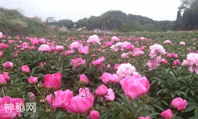 中江万亩芍药花已开，成都出发1.5h！不要门票全部免费看！-10.jpg