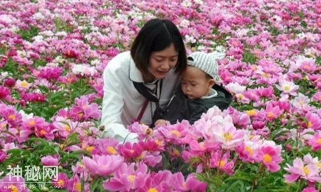 中江万亩芍药花已开，成都出发1.5h！不要门票全部免费看！-1.jpg