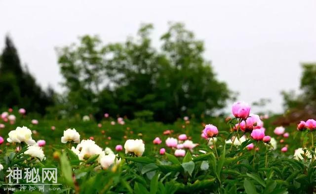 中江万亩芍药花已开，成都出发1.5h！不要门票全部免费看！-8.jpg