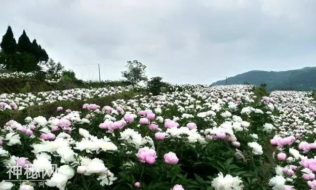 中江万亩芍药花已开，成都出发1.5h！不要门票全部免费看！-12.jpg