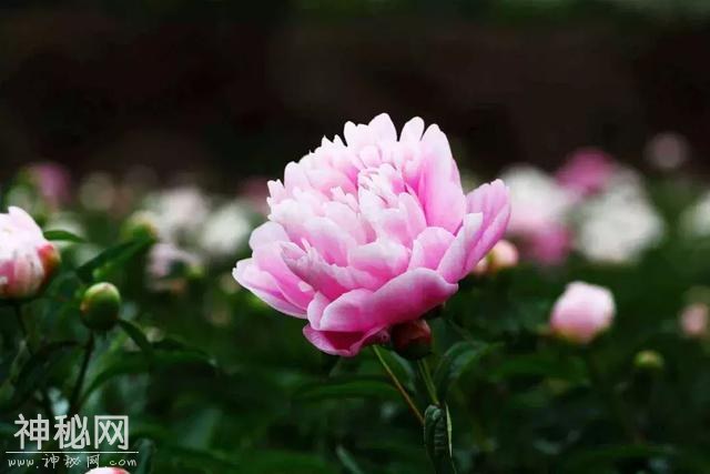 中江万亩芍药花已开，成都出发1.5h！不要门票全部免费看！-19.jpg