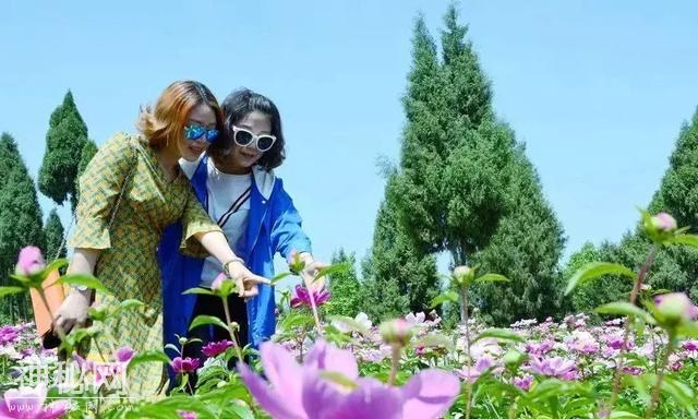 中江万亩芍药花已开，成都出发1.5h！不要门票全部免费看！-18.jpg