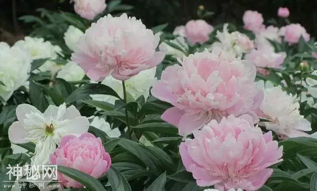 中江万亩芍药花已开，成都出发1.5h！不要门票全部免费看！-13.jpg