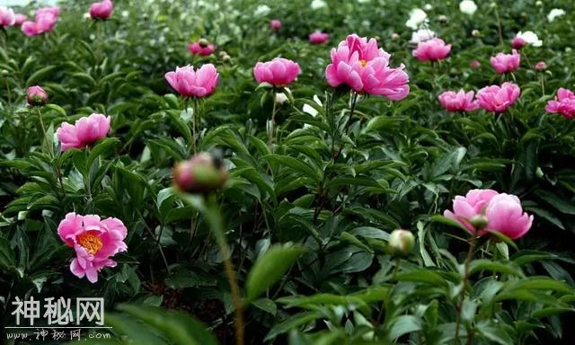 中江万亩芍药花已开，成都出发1.5h！不要门票全部免费看！-17.jpg