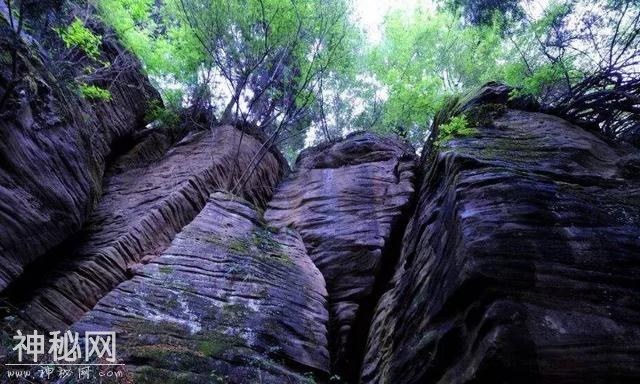 中江万亩芍药花已开，成都出发1.5h！不要门票全部免费看！-20.jpg