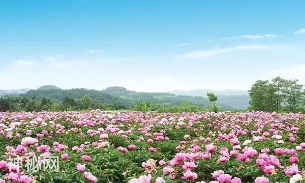 中江万亩芍药花已开，成都出发1.5h！不要门票全部免费看！-14.jpg