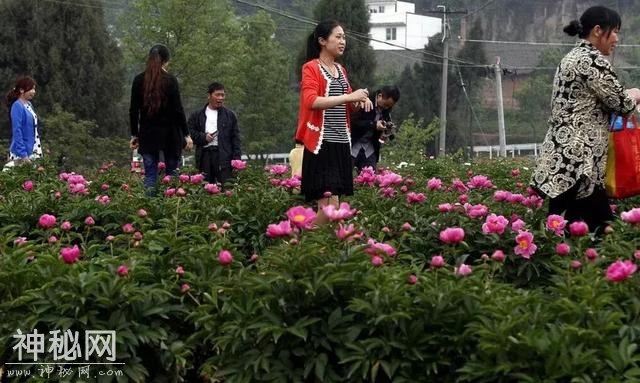 中江万亩芍药花已开，成都出发1.5h！不要门票全部免费看！-16.jpg