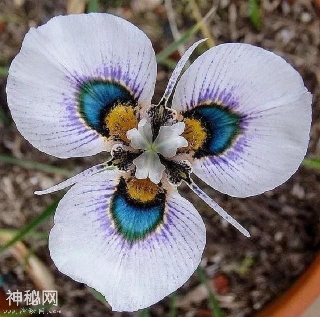 一辈子难得一见的奇花！太美了！-3.jpg
