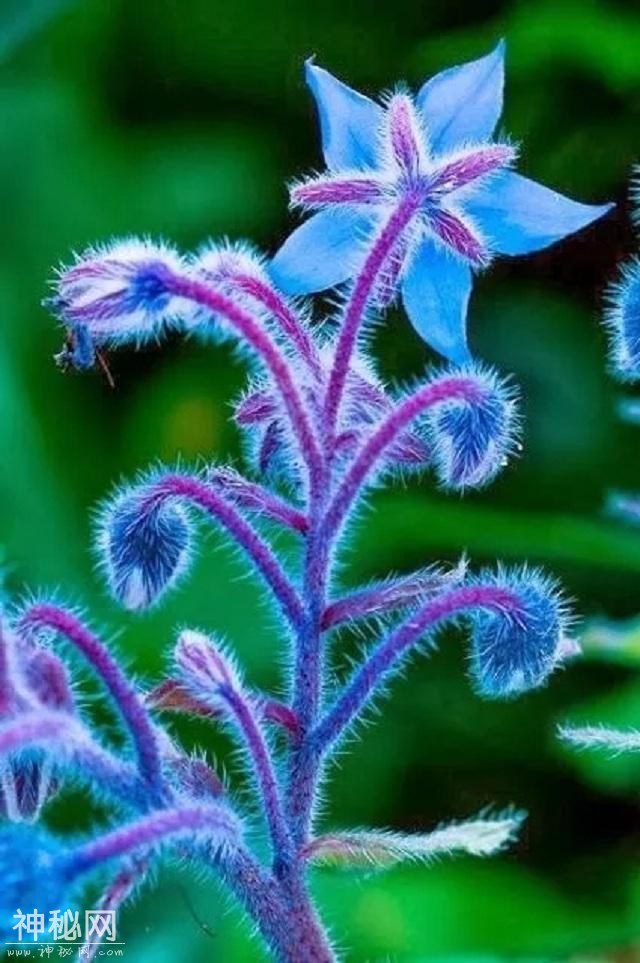 一辈子难得一见的奇花！太美了！-28.jpg