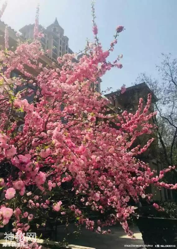 刚拍的梅花图，真漂亮-5.jpg