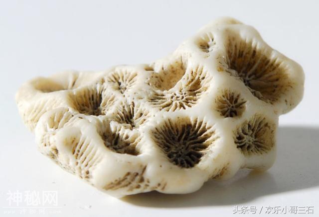 捡化石来这里，下个富豪就是你！-14.jpg