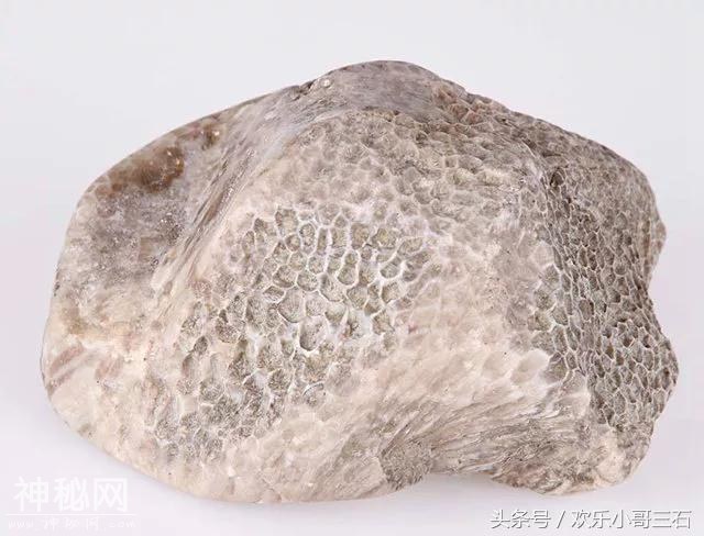捡化石来这里，下个富豪就是你！-27.jpg