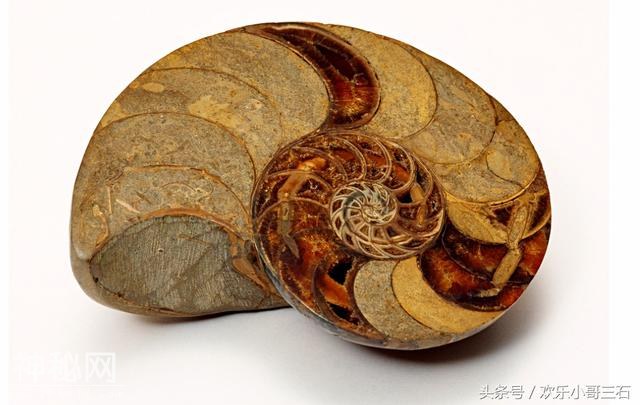捡化石来这里，下个富豪就是你！-37.jpg