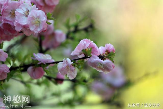 家庭日记：媳妇是我家的卓玛，是我们全家的守护神！-6.jpg