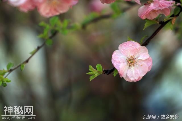 家庭日记：媳妇是我家的卓玛，是我们全家的守护神！-7.jpg