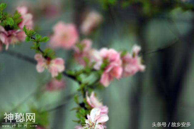 家庭日记：媳妇是我家的卓玛，是我们全家的守护神！-18.jpg