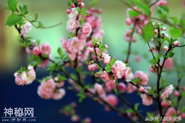 家庭日记：媳妇是我家的卓玛，是我们全家的守护神！-20.jpg