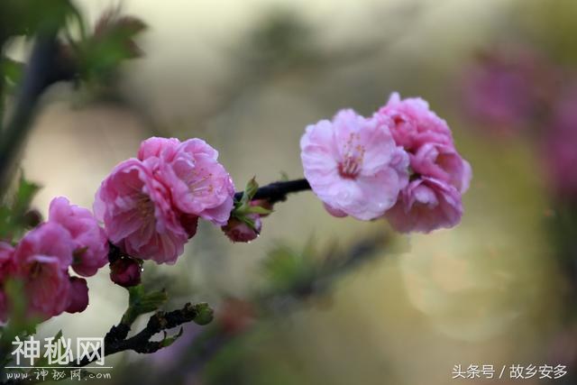 家庭日记：媳妇是我家的卓玛，是我们全家的守护神！-13.jpg