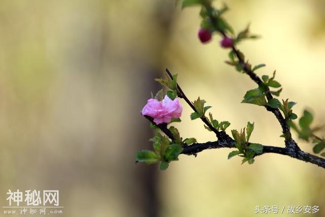 家庭日记：媳妇是我家的卓玛，是我们全家的守护神！-16.jpg