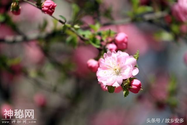 家庭日记：媳妇是我家的卓玛，是我们全家的守护神！-30.jpg