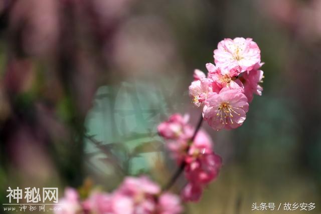 家庭日记：媳妇是我家的卓玛，是我们全家的守护神！-31.jpg