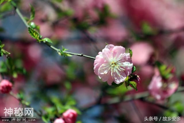 家庭日记：媳妇是我家的卓玛，是我们全家的守护神！-28.jpg