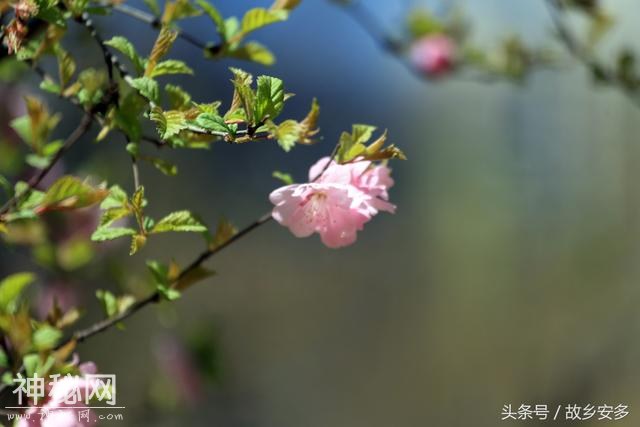 家庭日记：媳妇是我家的卓玛，是我们全家的守护神！-33.jpg