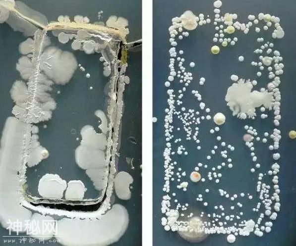 这玩意比马桶还脏，全是细菌，你还乐呵呵的抱着它吃饭-3.jpg