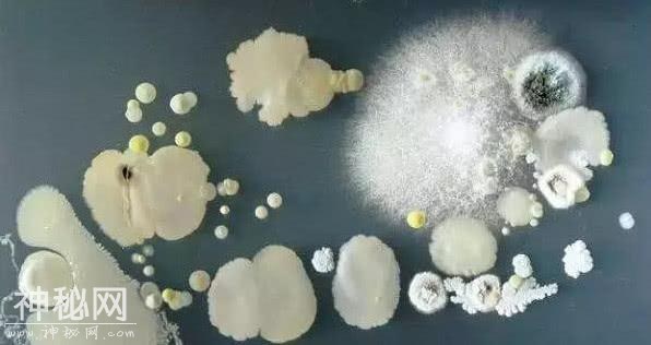 这玩意比马桶还脏，全是细菌，你还乐呵呵的抱着它吃饭-2.jpg