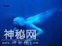 世界未确认生物（23）长白山天池水怪-2.jpg