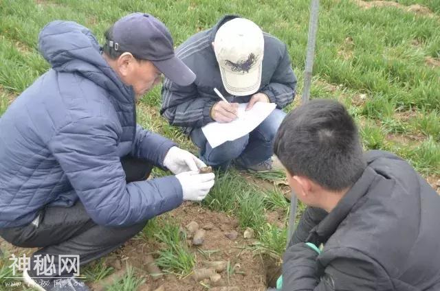 山东大学考古队：我们为什么来到菏泽马岭岗青丘考古？-10.jpg