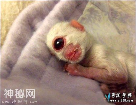 最奇葩的生物和未被确定生物-1.jpg