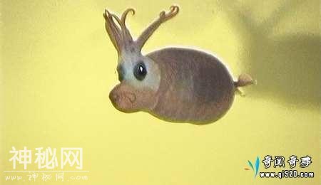 最奇葩的生物和未被确定生物-7.jpg