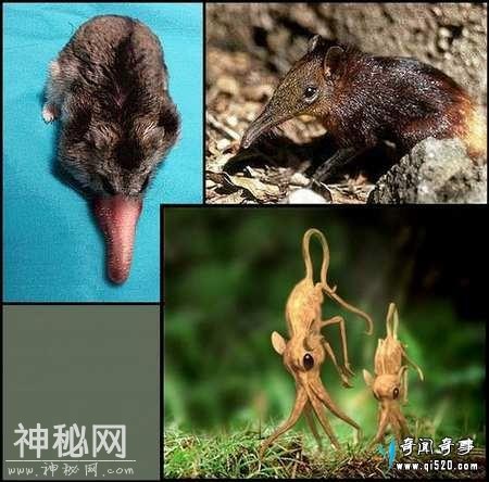 最奇葩的生物和未被确定生物-6.jpg