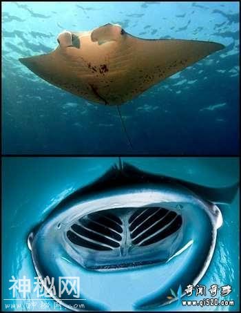 最奇葩的生物和未被确定生物-5.jpg