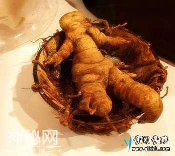 最奇葩的生物和未被确定生物-3.jpg