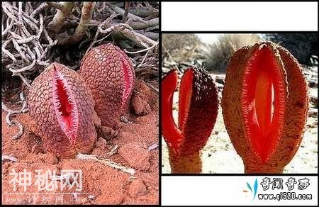 最奇葩的生物和未被确定生物-8.jpg