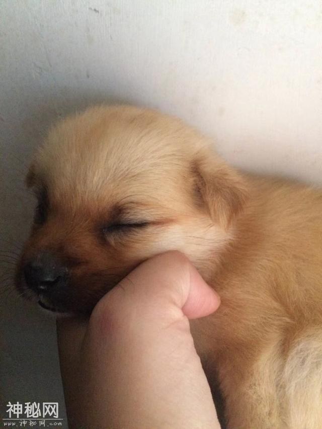 为什么养了狗狗之后，我想养更多的动物？-1.jpg
