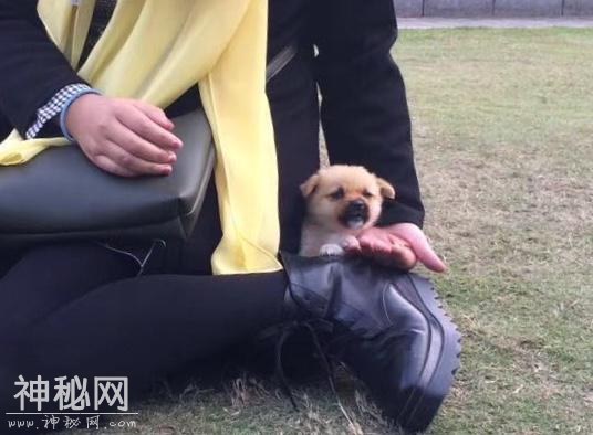 为什么养了狗狗之后，我想养更多的动物？-4.jpg