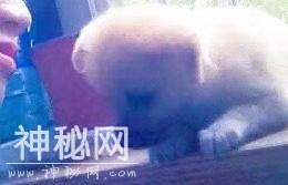 为什么养了狗狗之后，我想养更多的动物？-8.jpg
