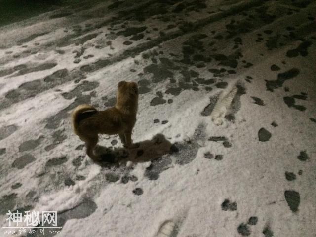 为什么养了狗狗之后，我想养更多的动物？-13.jpg