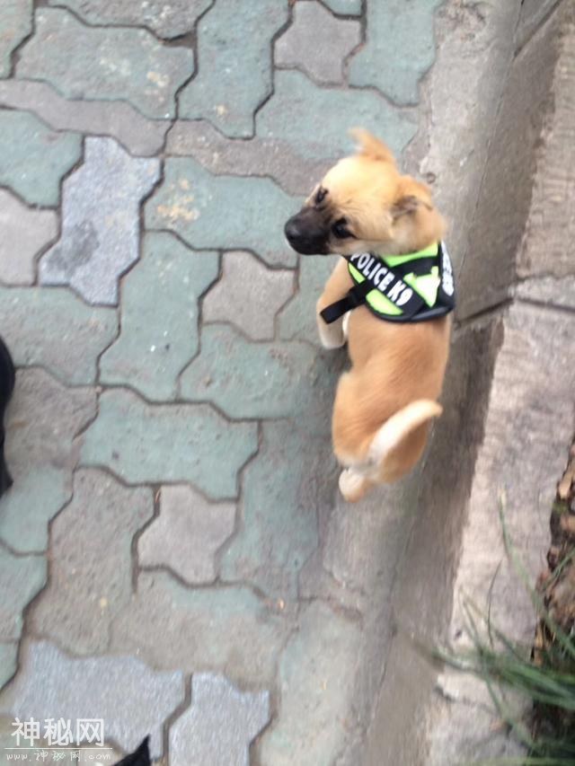 为什么养了狗狗之后，我想养更多的动物？-12.jpg