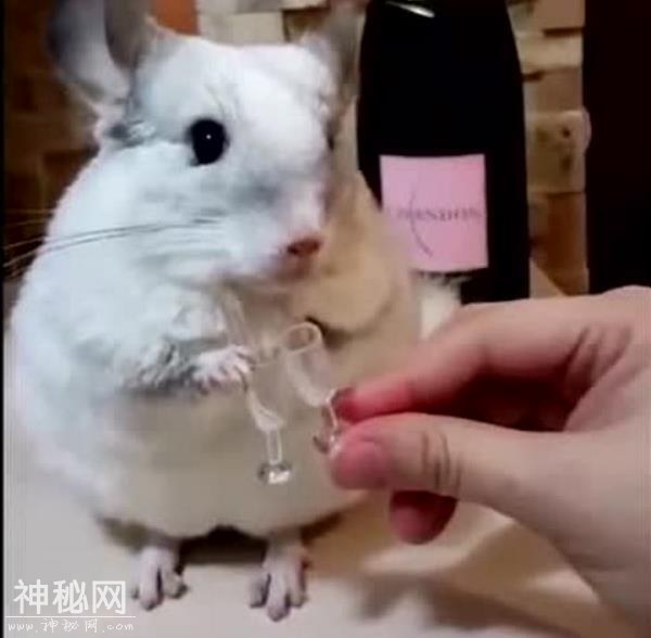 搞笑图集  动物与酒-4.jpg