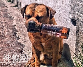 搞笑图集  动物与酒-1.jpg