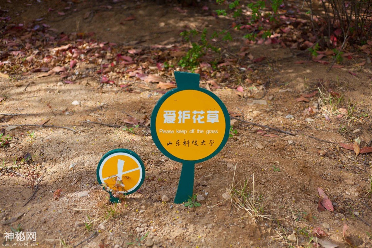 图虫人文摄影：山东科技大学青岛校区-19.jpg