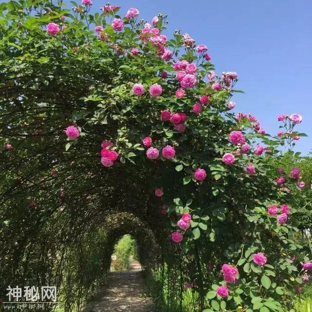 人文纳溪：你不容错过的“农耕体验+九大碗”！-12.jpg