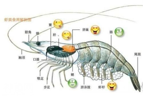 龙虾里的虾黄可以吃吗？是细菌还是营养，这下终于弄明白了！-3.jpg