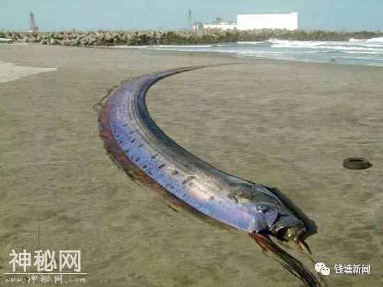 “沉痛悼念”那些被吃掉的东海水怪-1.jpg