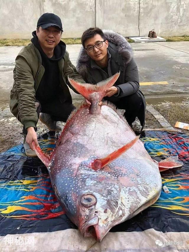 “沉痛悼念”那些被吃掉的东海水怪-3.jpg